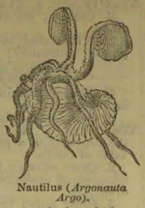 An engraved illustration of a nautilus, showing its coiled shell and flowing arms.