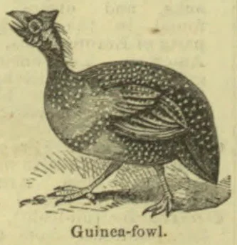 An engraved illustration of a guinea fowl standing on the ground.