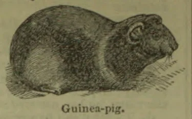 An engraved illustration of a guinea pig facing right.
