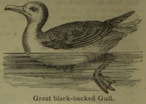 An illustration of a great black-backed gull standing in shallow water.