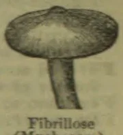 A drawing of a mushroom with a broad cap and a long stem.