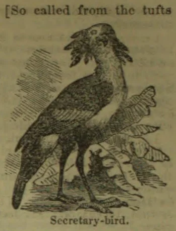 An engraving of a secretary-bird standing among foliage.