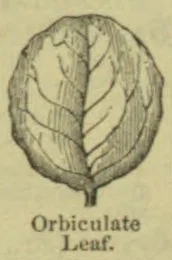An illustration of a broad, rounded leaf with a prominent central vein and branching veins.