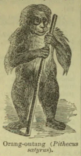 An orangutan stands upright holding a long staff.
