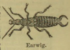 An earwig is shown from above, with long antennae and pincers at the end of its abdomen.
