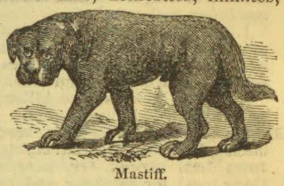 An engraving of a large mastiff walking.
