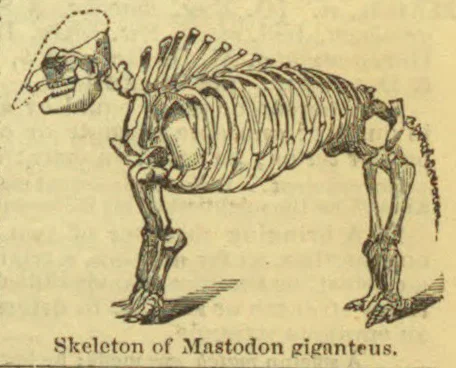 An engraved illustration of the skeleton of a mastodon, shown in profile.