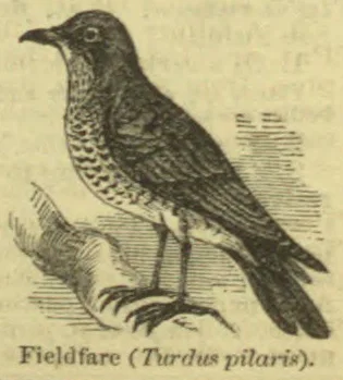 An engraved fieldfare stands on a branch.