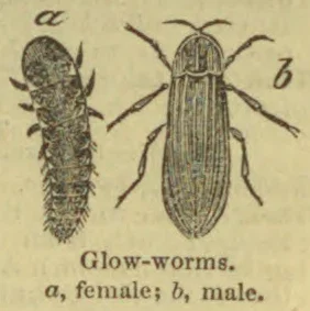 An illustration of a female glow-worm on the left and a male glow-worm on the right.