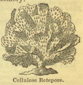 An engraved illustration of a branching, fan-shaped sea organism with a porous, lace-like surface.