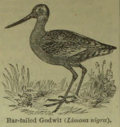 An illustration of a bar-tailed godwit standing among grasses and plants.