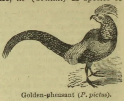 An illustration of a golden pheasant standing with its long patterned tail extending to the left.