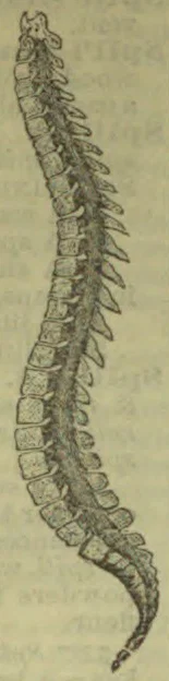 An anatomical illustration of a vertebral column, including the sacrum and coccyx.