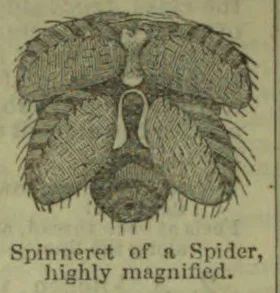 An enlarged drawing of a spider’s spinneret.