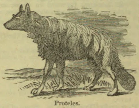 An engraved illustration of a wolf-like animal standing in profile.