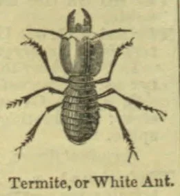 An illustration of a termite, shown from above with its legs and antennae spread out.