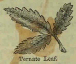 A botanical illustration of a ternate leaf with three serrated leaflets.