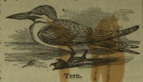 An engraved illustration of a tern standing on the ground.