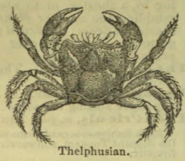 An engraved illustration of a crab with raised claws and outstretched legs.