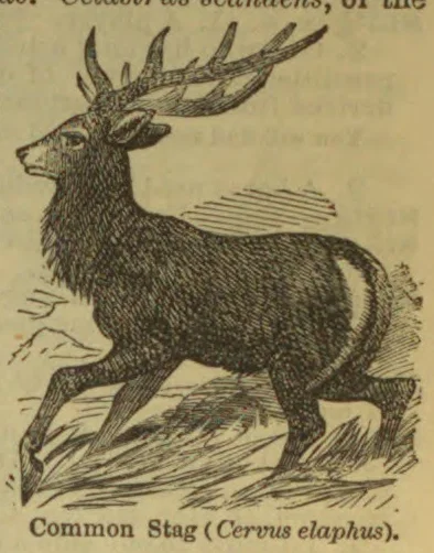 An illustration of a stag with large branching antlers running across the ground.