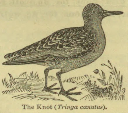 An engraved illustration of a shorebird standing among grass.