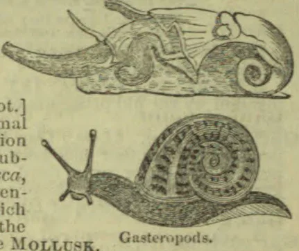 Two gastropods are illustrated, one above the other, with their shells and extended bodies visible.