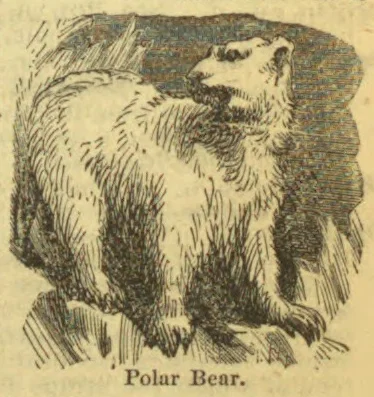 An engraved polar bear stands on a rocky patch, facing right with its head raised.