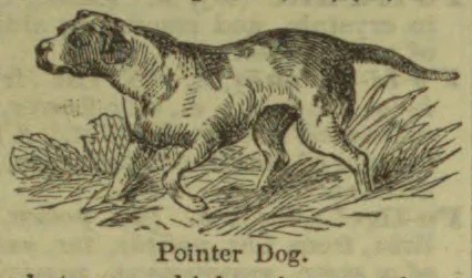 An engraved illustration of a pointer dog standing in grass.