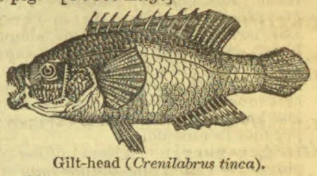 A fish with prominent scales and spiny dorsal and ventral fins.