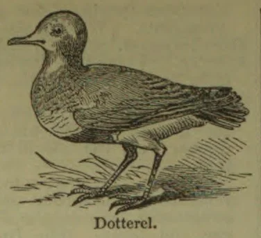A printed illustration of a dotterel standing on the ground.