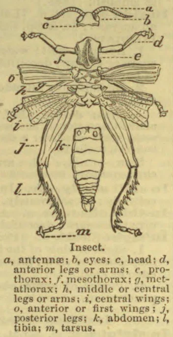 A labeled diagram of an insect showing its body parts, wings, and legs.