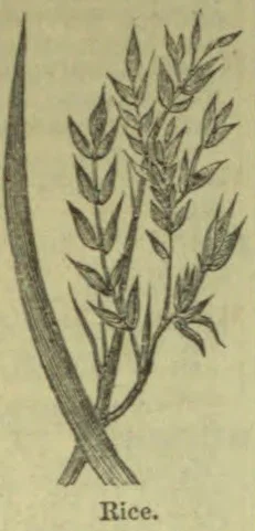 A botanical illustration of rice plants with stalks, leaves, and grain-bearing heads.