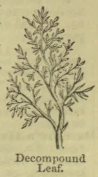 A botanical drawing of a decompound leaf with a branching stem and many smaller leaflets.