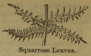 A botanical drawing of a stem with branches bearing squarrose leaves.