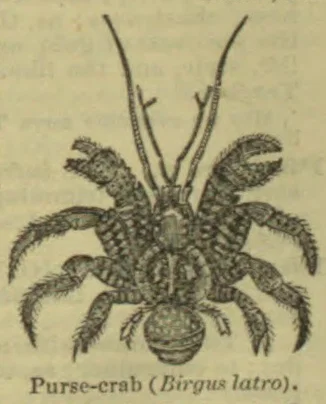 An engraved illustration of a purse-crab with its claws, legs, and long antennae visible.