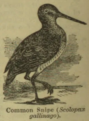 An engraved common snipe stands in shallow water.