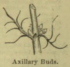 A botanical drawing of a plant stem with branches and axillary buds.