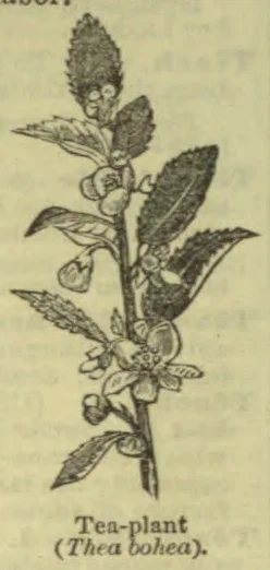 An engraved botanical illustration of a tea plant with leaves, flowers, and fruit.