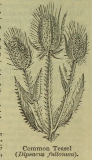 A botanical illustration of a common teasel plant with spiny stems, leaves, and three flower heads.