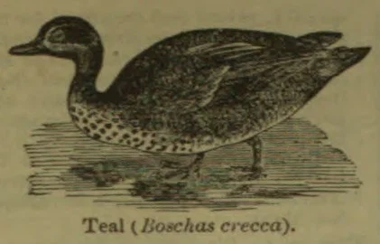 An engraved illustration of a teal standing in shallow water.