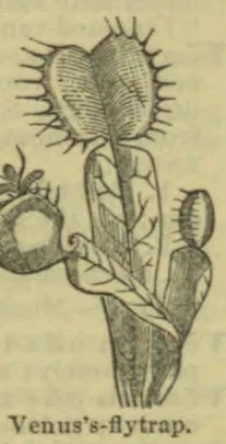 A botanical illustration of a Venus's flytrap plant with several open and closed traps.