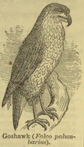 A finely engraved goshawk perches with its wings folded and talons gripping a branch.