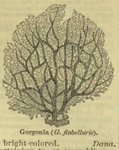 A branching, fan-shaped gorgonian coral with a dense network of fine branches.