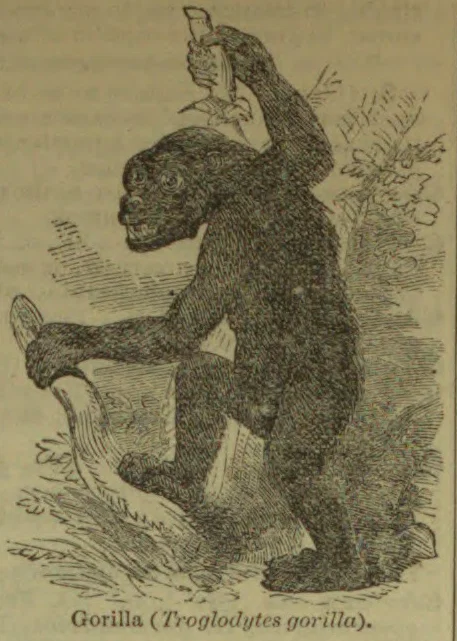 An engraved gorilla sits on the ground, holding a branch overhead.