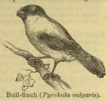 An engraved bullfinch perches on a branch with leaves.