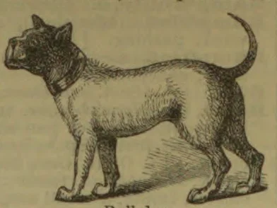 A short-haired dog stands in profile with its tail raised and curled.