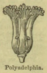 A botanical diagram of a flower with its stamens united into several bundles.
