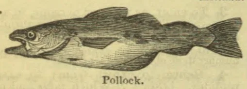 An engraved illustration of a fish shown in profile.