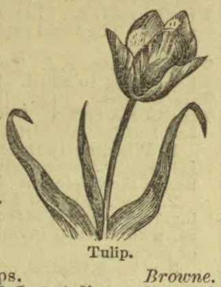 A botanical drawing of a tulip with a single flower, stem, and long leaves.