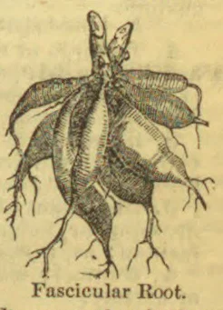 An illustration of a plant with a cluster of thick, branching roots.